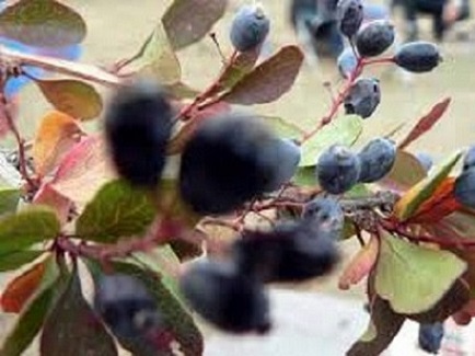 تصویر 4 از فروش زرشک کوهی لرستان  + قیمت خرید به صرفه